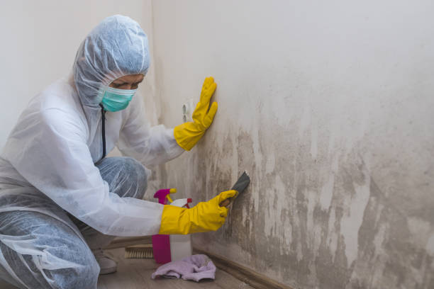 Environmental Consulting for Mold Prevention in Caledonia, MI
