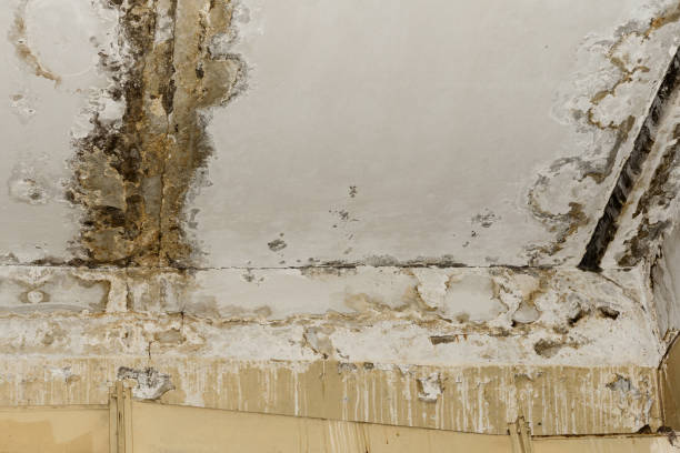Best Water Damage & Mold Remediation  in Caledonia, MI