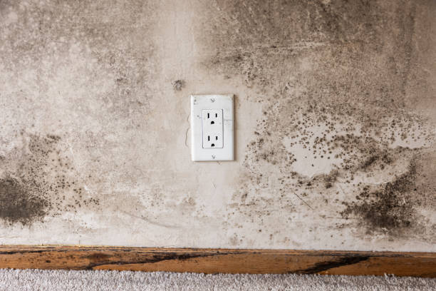 Best HVAC Mold Inspection and Cleaning  in Caledonia, MI